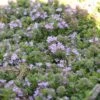 Wooly Thyme 2 Wooly Thyme -Plant Series thymus lanuginosus 1 sw