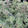 Silver Thyme -Plant Series thymus vareigated 1 sw