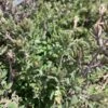 English Thyme -Plant Series thymus vulgaris 1 P sw