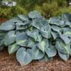 'Touch Of Class' Hosta -Plant Series touch of class hosta 1