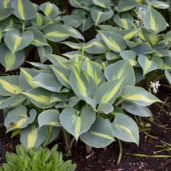 'Touch Of Class' Hosta 9 'Touch Of Class' Hosta -Plant Series touch of class hosta 3