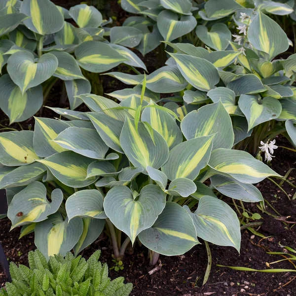 'Touch Of Class' Hosta 6 'Touch Of Class' Hosta - Image 4