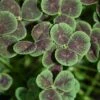 Black Four-Leaved Clover -Plant Series trifolium atropurpureum 1 sq 7cadda2d bc2f 428b a577 558714feef5c sw