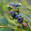 'Patriot' Blueberry -Plant Series vaccinium patriot