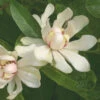 'Venus' Sweetshrub -Plant Series venus sweetshrub 1