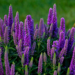 Magic Show® 'Purple Illusion' Spike Speedwell -Plant Series veronica purple illusion 3 P