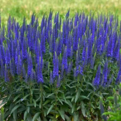 Magic Show® 'Wizard Of Ahhs' Spike Speedwell -Plant Series veronica wizard of ahhs spike speedwell 2