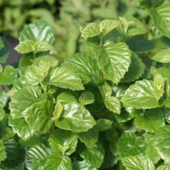 Glitters & Glows™ Viburnum Combination -Plant Series viburnum all that glitters 2 sw