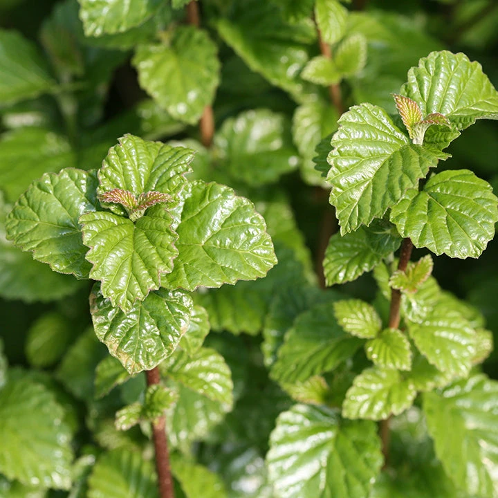 All That Glows® Arrowwood Viburnum 5 All That Glows® Arrowwood Viburnum - Image 3