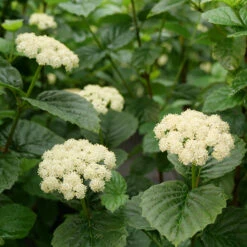 All That Glows® Arrowwood Viburnum
