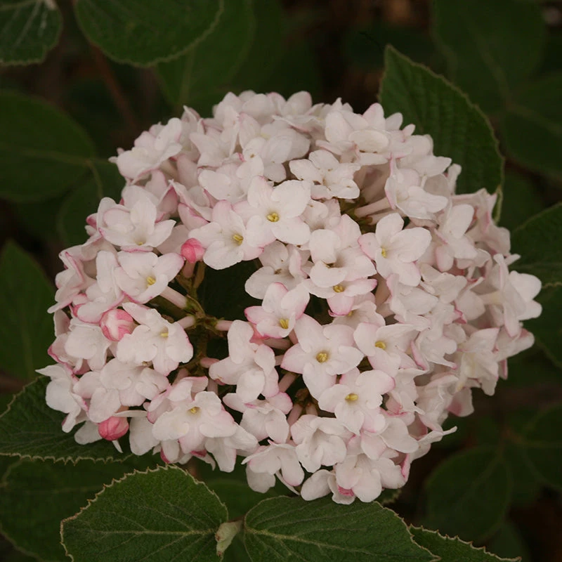 Spice Baby™ Koreanspice Viburnum 5 Spice Baby™ Koreanspice Viburnum - Image 3