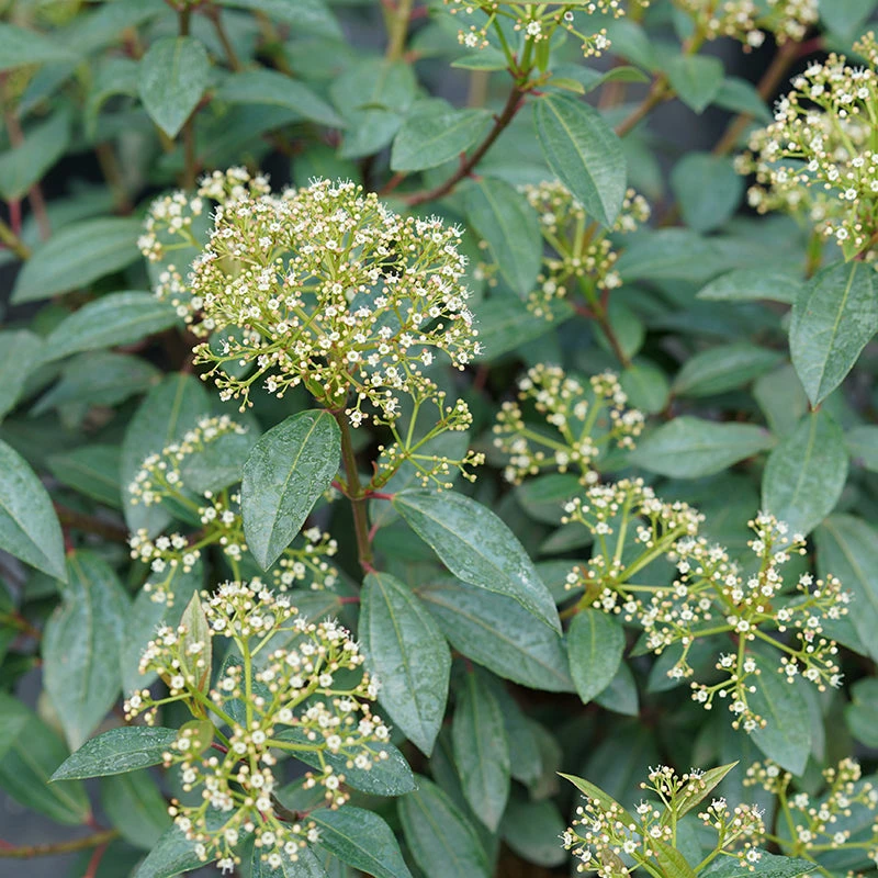 Yang® David Viburnum 3 Yang® David Viburnum