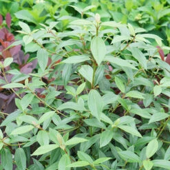 Yang® David Viburnum 6 Yang® David Viburnum -Plant Series viburnum davidii yang 2