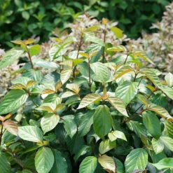 Shiny Dancer® Viburnum -Plant Series viburnum shiny dancer 2
