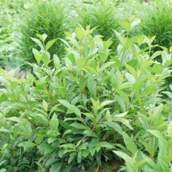 Sweet Talker® Fragrant Viburnum 6 Sweet Talker® Fragrant Viburnum -Plant Series viburnum sweet talker 2