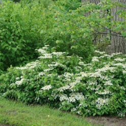 Wabi-Sabi® Doublefile Viburnum -Plant Series viburnum wabi sabi 3