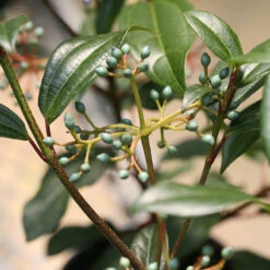 Yin® David Viburnum -Plant Series viburnum yin 2