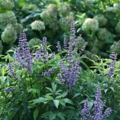 Blue Diddley® Chaste Tree 8 Blue Diddley® Chaste Tree -Plant Series vitex blue diddley 1 P sw