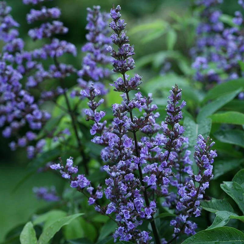 Blue Diddley® Chaste Tree 4 Blue Diddley® Chaste Tree - Image 2