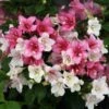 Czechmark Trilogy® Weigela 1 Czechmark Trilogy® Weigela -Plant Series weigela czechmark trilogy 1 sw