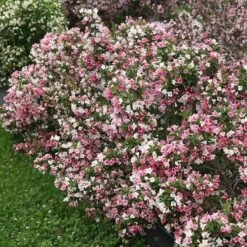 Czechmark Trilogy® Weigela 12 Czechmark Trilogy® Weigela -Plant Series weigela czechmark trilogy 2 sw