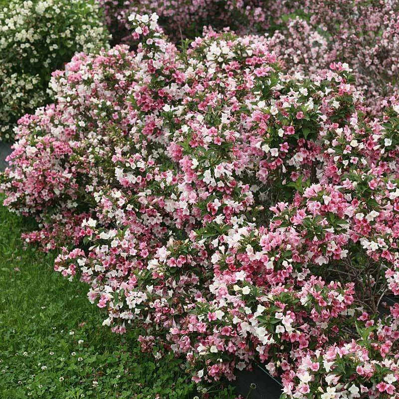Czechmark Trilogy® Weigela 7 Czechmark Trilogy® Weigela - Image 5