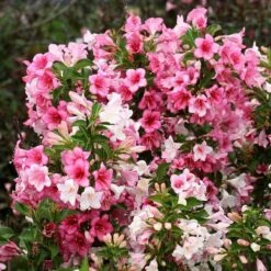 Czechmark Trilogy® Weigela 11 Czechmark Trilogy® Weigela -Plant Series weigela czechmark trilogy 3 sw