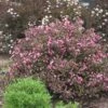 Fine Wine® Weigela -Plant Series weigela fine wine 2 8f17dd5b de4e 42fc 81b4 8298fadddf64