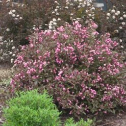 Fine WineĀ® Weigela