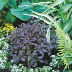 Midnight Wine® Weigela 6 Midnight Wine® Weigela -Plant Series weigela midnight wine 1