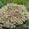 My Monet® Weigela -Plant Series weigela my monet 1