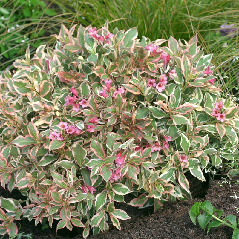 My Monet® Weigela 3 My Monet® Weigela