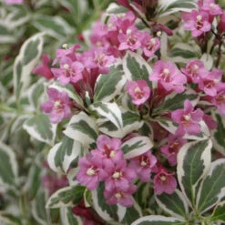 My Monet® Weigela 8 My Monet® Weigela -Plant Series weigela my monet 2