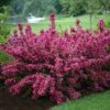 Sonic Bloom® Pink Weigela 1 Sonic Bloom® Pink Weigela -Plant Series weigela sonic bloom pink 1