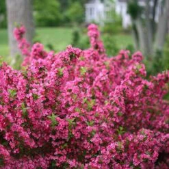 Sonic Bloom® Pink Weigela 11 Sonic Bloom® Pink Weigela -Plant Series weigela sonic bloom pink 2