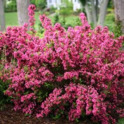 Sonic Bloom® Pink Weigela 12 Sonic Bloom® Pink Weigela -Plant Series weigela sonic bloom pink 3