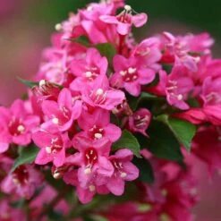 Sonic Bloom® Pink Weigela 13 Sonic Bloom® Pink Weigela -Plant Series weigela sonic bloom pink 5