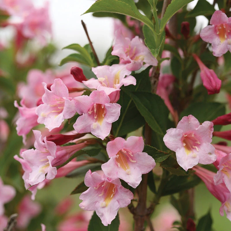 Sonic Bloom® Pure Pink Weigela 3 Sonic Bloom® Pure Pink Weigela