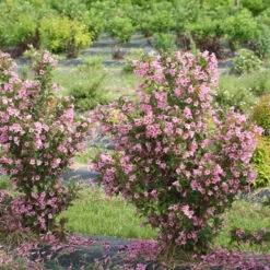 Sonic Bloom® Pure Pink Weigela 8 Sonic Bloom® Pure Pink Weigela -Plant Series weigela sonic bloom pure pink 3
