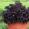 Spilled Wine® Weigela 1 Spilled Wine® Weigela -Plant Series weigela spilled wine 1