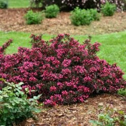 Spilled Wine® Weigela -Plant Series weigela spilled wine 3