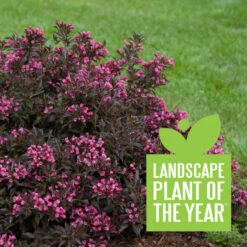 Spilled Wine® Weigela -Plant Series weigela spilled wine 4