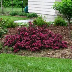 Spilled Wine® Weigela -Plant Series weigela spilled wine 5