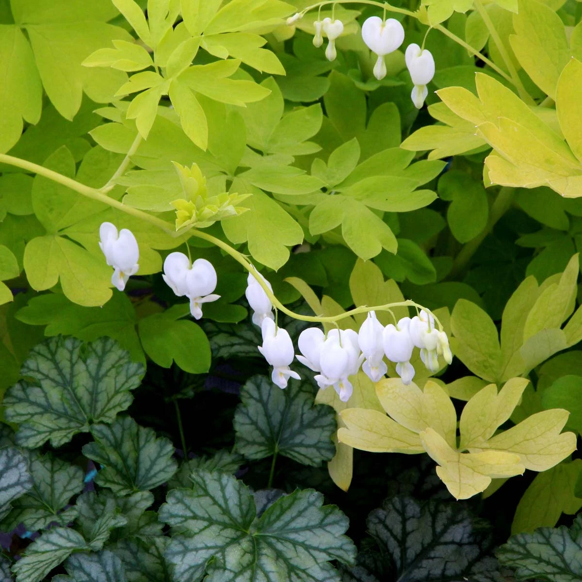'White Gold' Bleeding Heart 3 'White Gold' Bleeding Heart