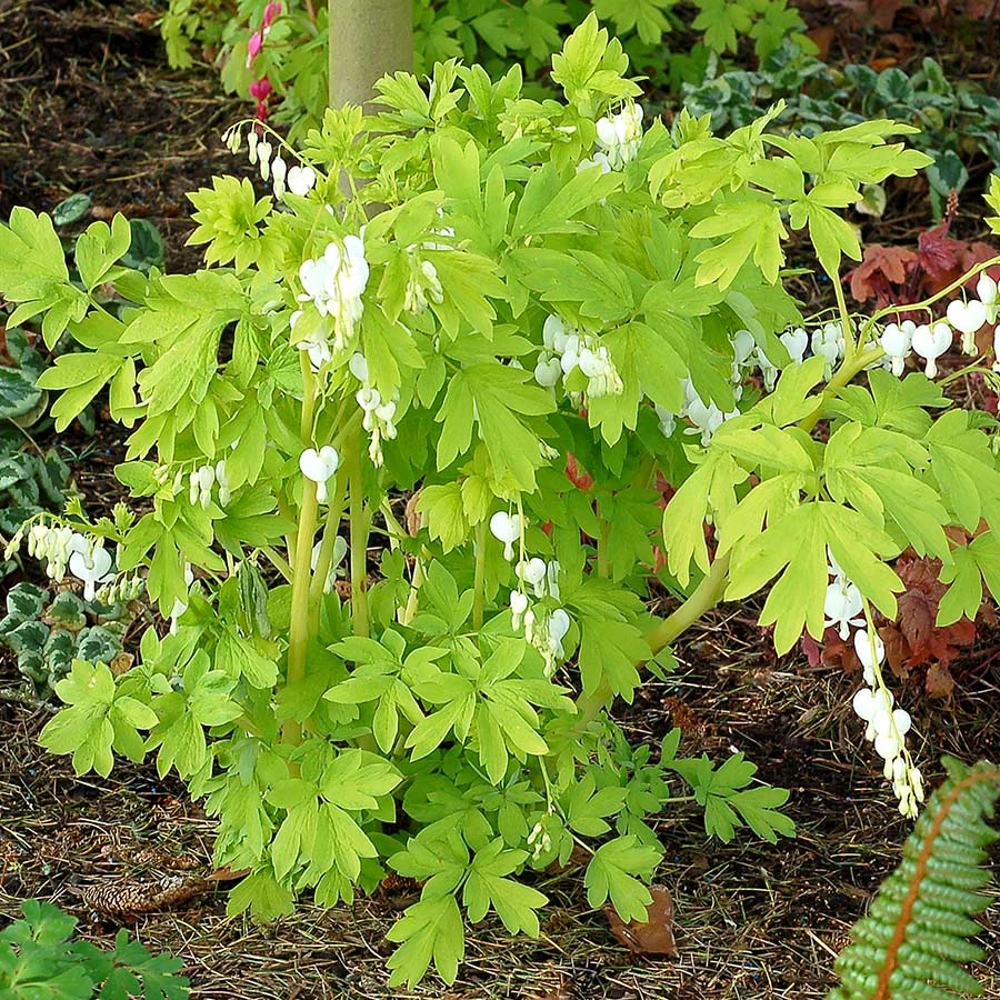 'White Gold' Bleeding Heart 4 'White Gold' Bleeding Heart - Image 2