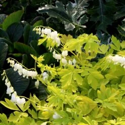 'White Gold' Bleeding Heart 10 'White Gold' Bleeding Heart -Plant Series white gold bleeding heart 4