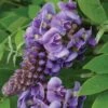 'Amethyst Falls' Wisteria -Plant Series wisteria amethyst falls 1 sw