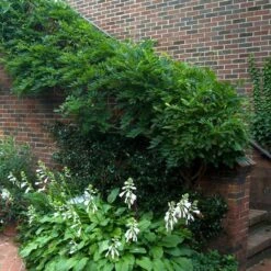 'Amethyst Falls' Wisteria -Plant Series wisteria amethyst falls 5 sw